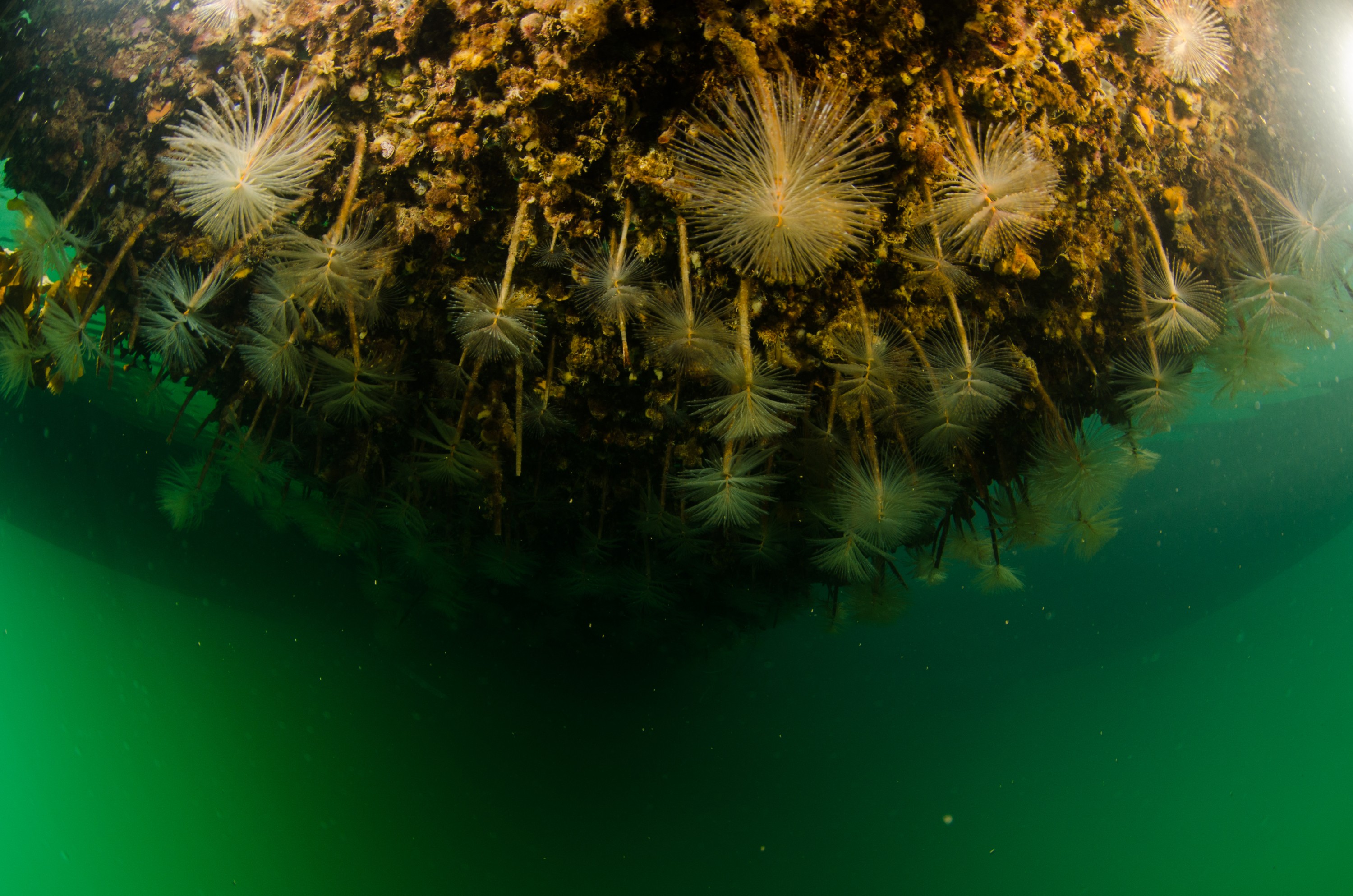 DSC_2946 – Mediterranean, fanworm, Sabella, spallanzanii, marine, pest, Auckland, underwater, crispin, nz, new, zealand, new zealand, fan, worm, marine, pest, invasive, Biosecurity